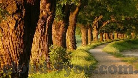 炸金花群一块一分拉人-炸金花群，一分拉人的乐趣与策略